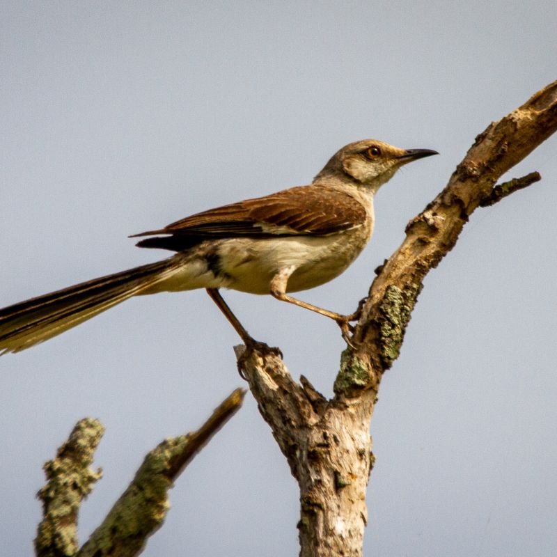 When to Teach Mockingbird?